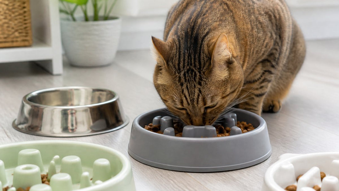 How to Stop Your Cat From Eating Too Fast: Mealtime Fixes