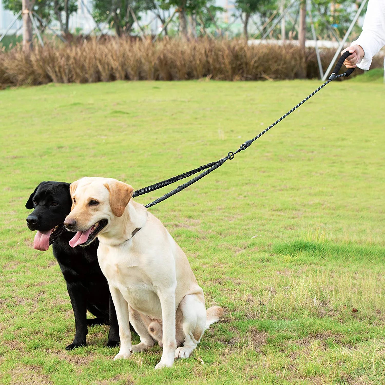 Two Dogs Lead Walking Twin Leash
